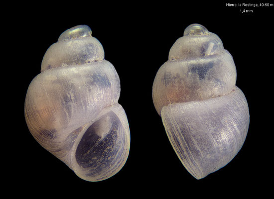 Liostomia mamoi - Canary Is., el Hierro, la Restinga, 40-50 m 2001