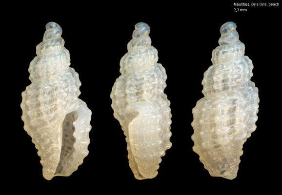 Pseudodaphnella spec. 1 - Mauritius, Gris Gris, beach 9/2017 