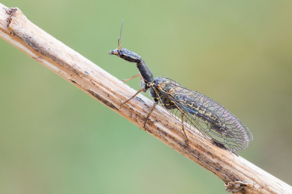 Phaeostigma notata ♂ - Zornheim, Garten, aus Kaminholz 4/2021 (Gefleckte Kamelhalsfliege)