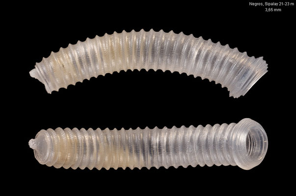 Caecum smiriglioi - Philippines, Negros, Sipalay, 21-23 m 3/2018