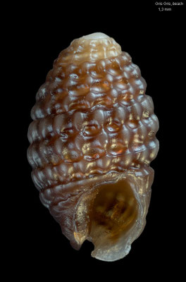 Joculator cf. minutissimus - Mauritius, Gris Gris, beachdrift 9/2017