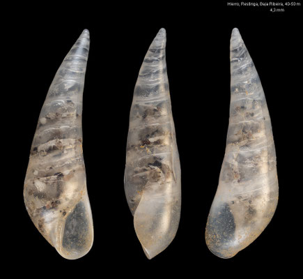Curveulima dautzenbergi - Canary Isl., Hierro, Restinga, divesite Baja Ribeira, 40-50 m 2001