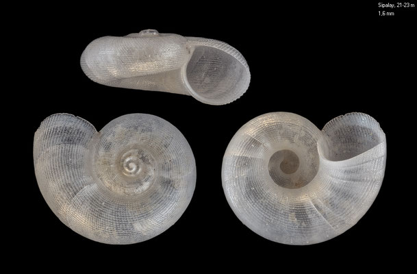Cochliolepis spec. 2 - Philippines, Negros, Sipalay, 21-23 m 3/2018