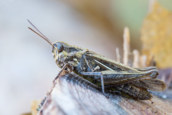 Chortippus biguttulus - Schaafheim, Kiefernwaldrand 10/2016 (Nachtigall-Grashüpfer)