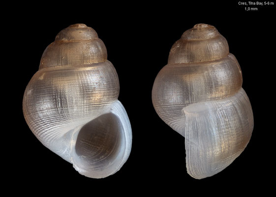 Obtusella intersecta - Croatia, Martinscica, Tiha Bay, 5-6 m 6/2017