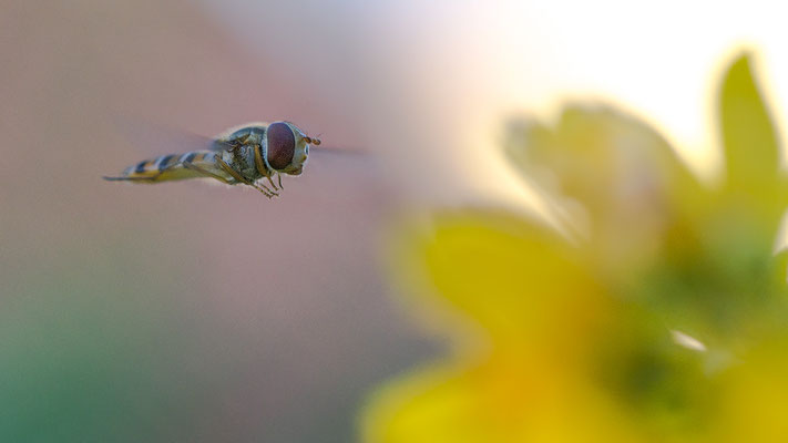 Episyrphus balteatus - Zornheim, Garten 7/2013 (Hain-Schwebfliege)