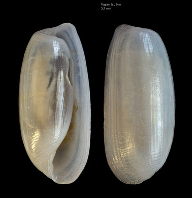 Eocylichna musachiensis - Indonesia, Togian Isl., 9 m 10/2010 (Cylichnidae)