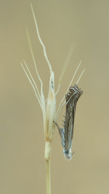 Isophrictis cf. anthemidella - Eckelsheim, Sandgrube 7/2014 (Fam. Palpenmotten)