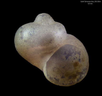 Firoloida desmarestia - Italy, North Tyrrhenian Sea, 250-350 m 6/1992 (Pterotracheidae)
