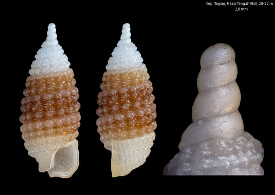Joculator alligatus - Indonesia, Gulf of Tomini, Kep. Togian, Pasir Tengah Atoll, 20-22 m 10/2010