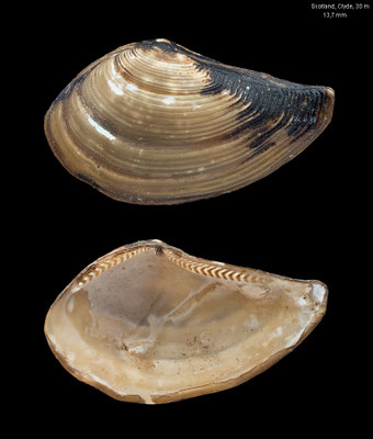 Nuculana minuta - Scotland, Clyde, 30 m, in scallop dredge 5/2002 (Nuculanidae)
