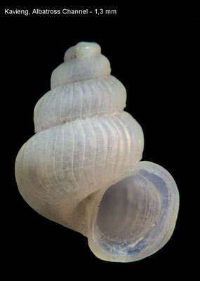 Parashiela spec. 4 - Papua New Guinea, Kavieng 2012