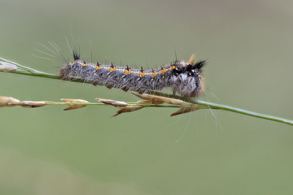 Euthrix potatoria - Schaafheim, lichter Kiefernmischwald, an Gras 10/2023 (Grasglucke)