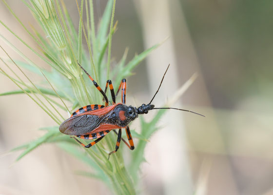 Rhynocoris rubricus - Kroatien, Cres, Camp Slatina 6/2017