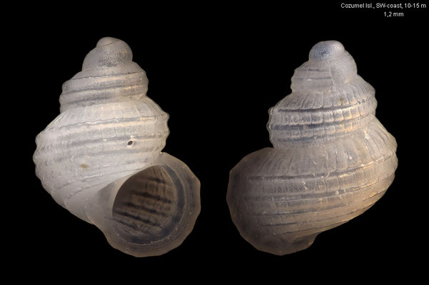 Alvania spec. 1 - Mexiko, Yucatan, Cozumel Isl., south-west coast, 10-15 m 4/2014