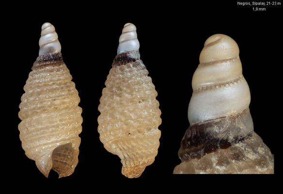 Synthopsis turgida - Philippines, Negros, Sipalay, 21-23 m 3/2018