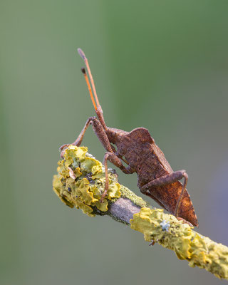 Coreus marginatus - Zornheim, Garten 4/2015 (Lederwanze)