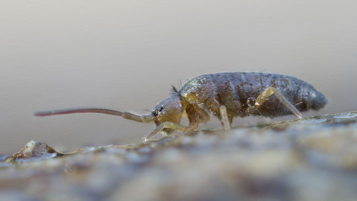 Tomocerus minor - Zornheim Garten 2/2018 (Fam. Springschwänze)