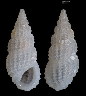 Phosinella seguenziana K - UAE, Dibba, beach 2/2014
