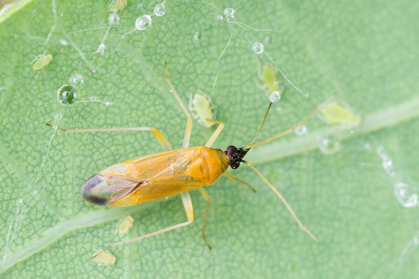 Phylus melanocephalus - Stockstadt, Kühkopf, Eiche 5/2020 (Schwarzköpfige Eichenweichwanze)