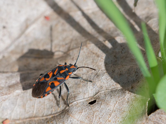 Spilostethus saxatilis - Hergershausen, Brackenbruch 4/2015 (Knappe)