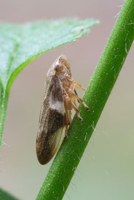 Aphrophora alni - Schaafheimer Wald 6/2017 (Erlenschaumzikade)