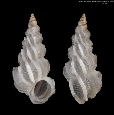 Epitonium cf. schoedei - Solomon Is., New Georgia Isl., Marovo Lagoon, Uepi Isl., 15 m 2018