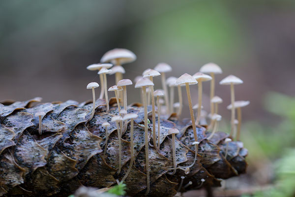 Mycena strobilicola - Schaafheim, Fichtenwald 10/2016 (Fichtenzapfen-Helmling)