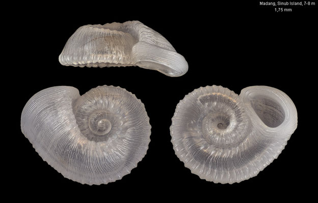 Moerchia morleti - Papua New Guinea, Madang, Sinub Island 7-8 m 12/2012