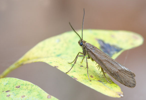 Diurnea lipsiella - Mörsfeld, Wald 10/2015 (Fam. Laubholzmotten)