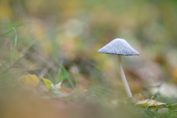 Coprinus disseminatus - Ober-Olmer Wald, Lichtung 10/2020 (Gesäter Tintling)