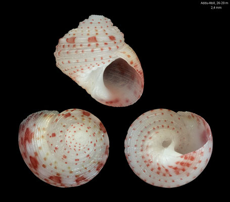 Collonista spec. 6 - Maldives, Addu Atoll, 26-29 m 10/2014