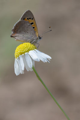 Lycaena phlaeas - Babenhausen, Kalksandsteinwerk 7/2015 (Kleiner Feuerfalter)