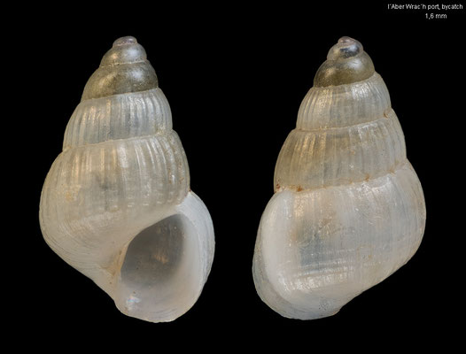 Pusillina inconspicua - France, l'Aber Wrac'h port, bycatch 6/2011