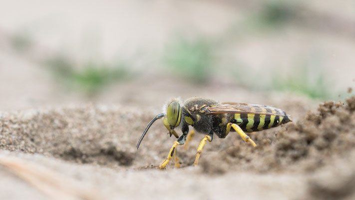Bembix rostrata - Mainz, Düne 7/2017 (Kreiselwespe)