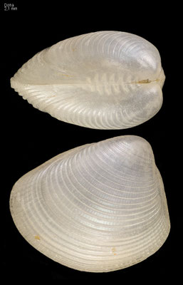 Nucula rugulosa - Qatar, Doha 11/2016 (Nuculidae)