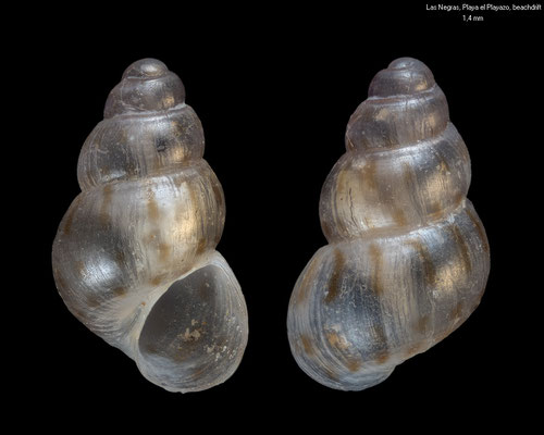 Setia amabilis - Spain, Las Negras, Playa el Playazo, beachdrift 5/2000