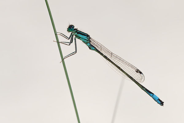 Ischnura pumilio - Zornheim, Garten 6/2016 (Kleine Pechlibelle)