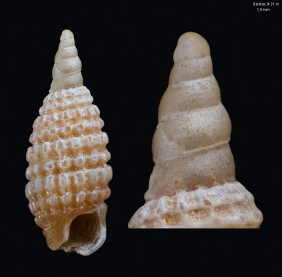 Horologica nodosa - Philippines, Negros, Sipalay, 9-21 m 3/2018