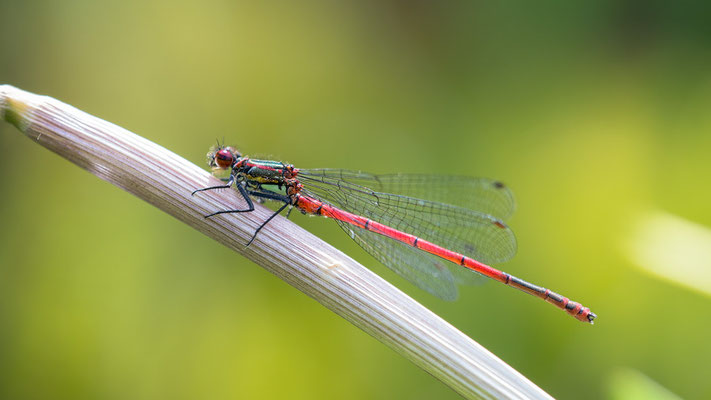 Pyrrhosoma nymphula - Zornheim, Garten, Teich 5/2017 (Frühe Adonislibelle)
