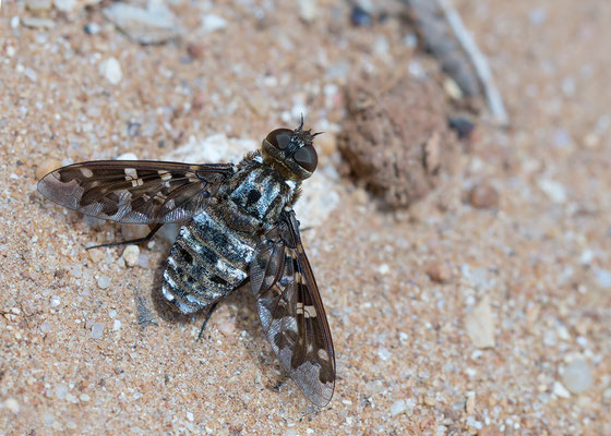 Exoprosopa jacchus - Spanien, Conil-de-la-Frontera 6/2015 (Fam. Wollschweber)
