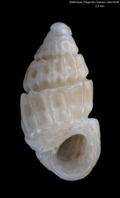 Lirobarleeia gradata - Martinique, Plage des Salines 9/2025