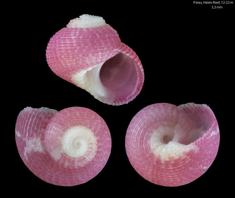 Collonista spec. 8 - Palau, Helen Reef, 12-23 m 3/2024
