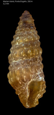 Carinapex amirowlandae - Philippines, Mactan Is. 200 m 10/2010 (Horaiclavidae)