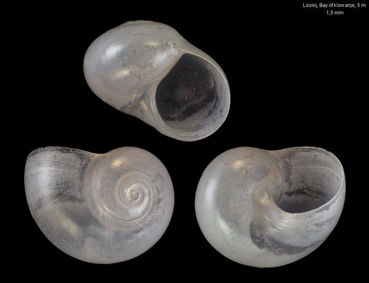 Tomura depressa - Croatia, Cres, Martinscica, Tiha Bay, 5-6 m 6/2017 (Cornirostridae)