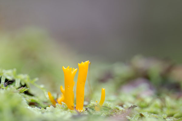 Calocera viscosa - Dudenhofen, Kalksandsteinwerk, Wald, Totholz Kiefer 10/2021 (Klebriger Hörnling)