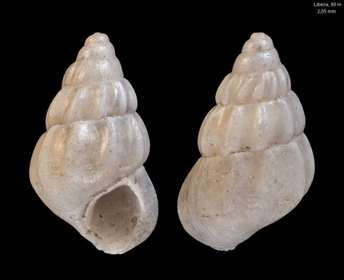 Pusillina inconspicua - Liberia, offshore, 04°95,5’N    04°02W, 98,5 m ca. 2008