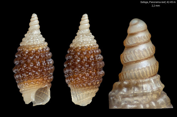 Marshallopsis gattellii - Egypt, Safaga, Panorama reef, 42-45 m 10/2015