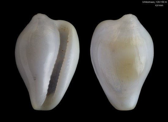 Alaerato gallinacea - South Africa, Umkomaas, 120-150 m ca. 2016