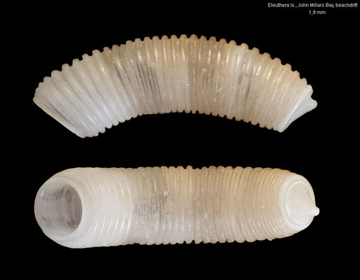 Caecum regulare - Bahamas, Eleuthera Is., John Millars Bay, beachdrift 4/2022